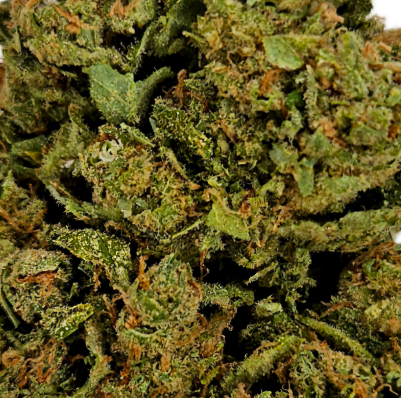 CBD Blüte AMNESIA HAZE - HAZE & KUSH - CBD Shop