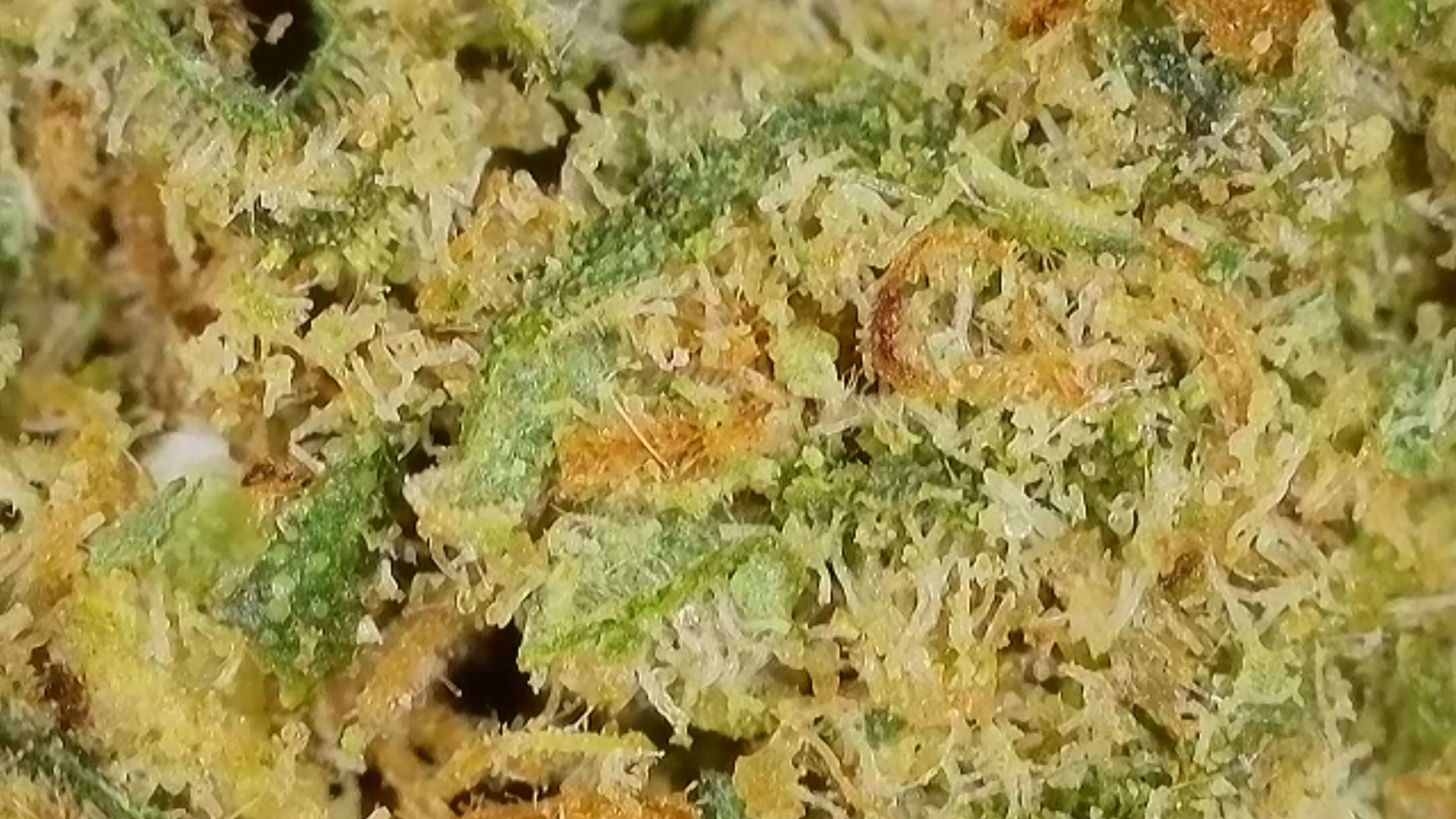 CBD Blüten "MANDARINE SHERBET" - HAZE & KUSH - Canabidiol Shop