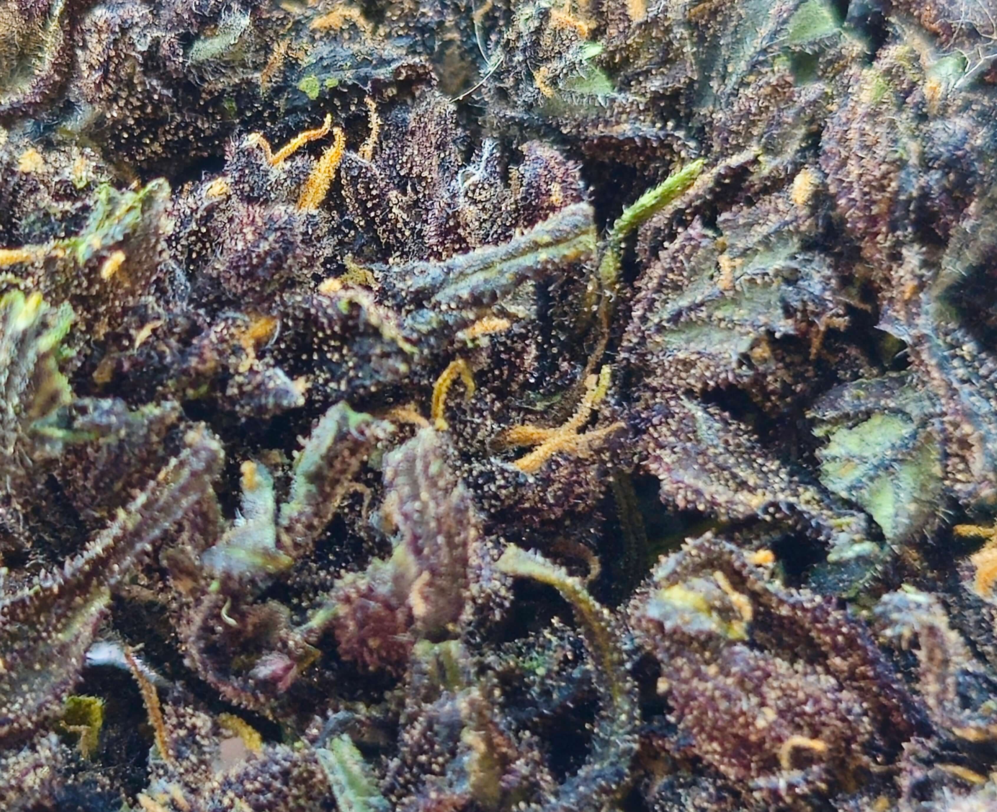 CBD Blüten "PURPLE JACK" - HAZE & KUSH - CBD Online-Shop