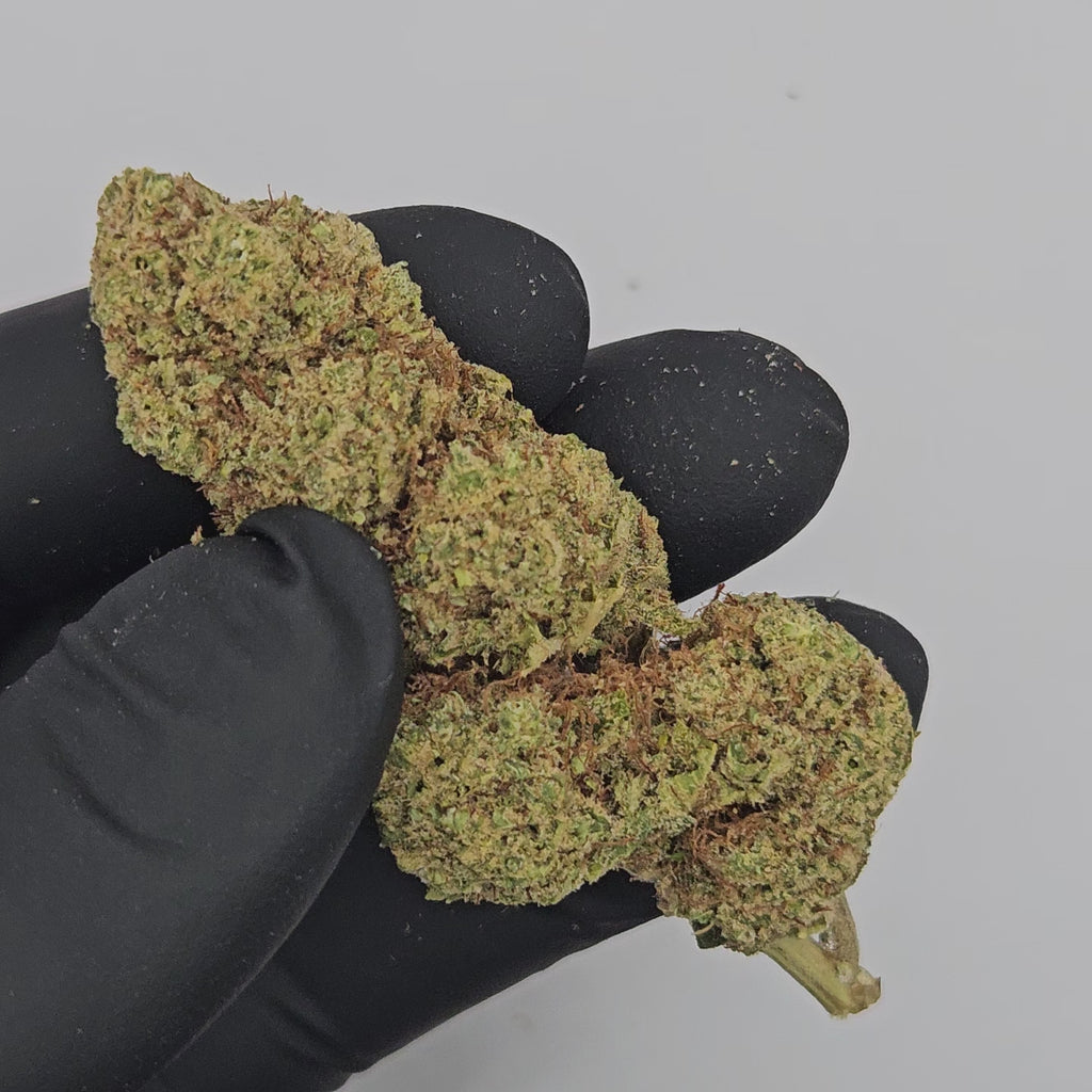 Hand holding GMO Cookies CBD flower, showcasing its rich green color and dense structure for premium CBD experience.